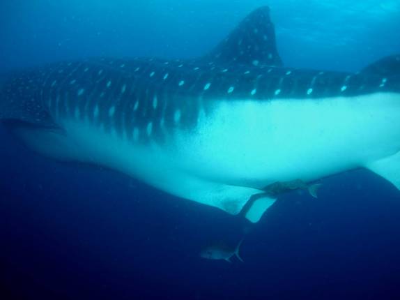 Tubarão-baleia em mergulho em Darwin, em Galápagos (foto de Hnning Abheiden)